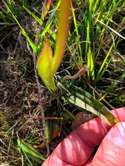 Orchis mascula laxifloriformis