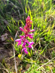 Orchis mascula laxifloriformis