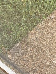 Leiocephalus carinatus