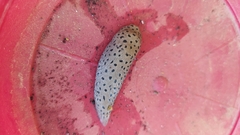 Limax conemenosi