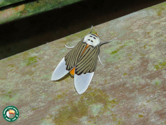 Ischnognatha