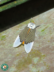 Ischnognatha