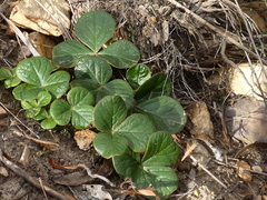 Oxalis truncatula