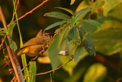 Pycnonotus flavescens