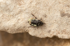 Canthophorus maculipes