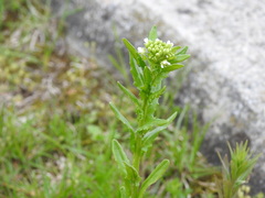 Thlaspi arvense