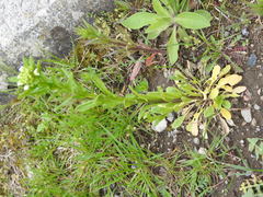 Thlaspi arvense