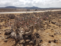 Adenium obesum