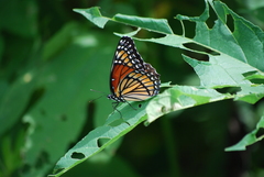Limenitis archippus watsoni