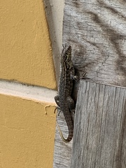 Leiocephalus carinatus