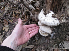 Pseudospongipellis unicolor