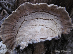 Pseudospongipellis unicolor