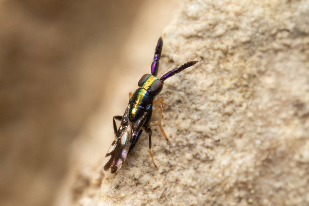Cerapterocerus mirabilis