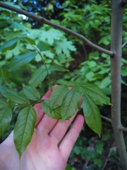 Fraxinus excelsior