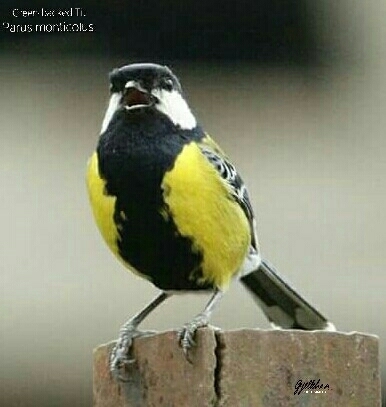 Green-Backed Tit