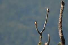 Microhierax caerulescens