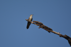 Cacomantis sonneratii