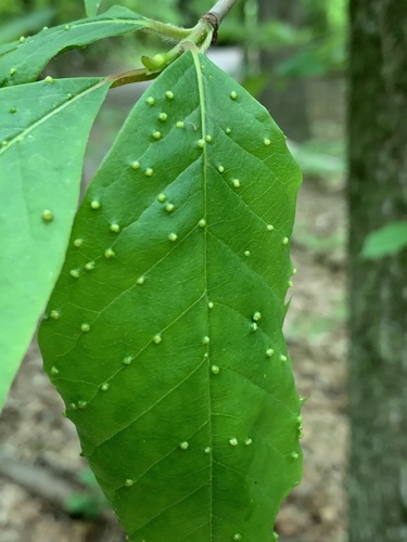 Black Tupelo Gall Mite