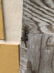 Leiocephalus carinatus