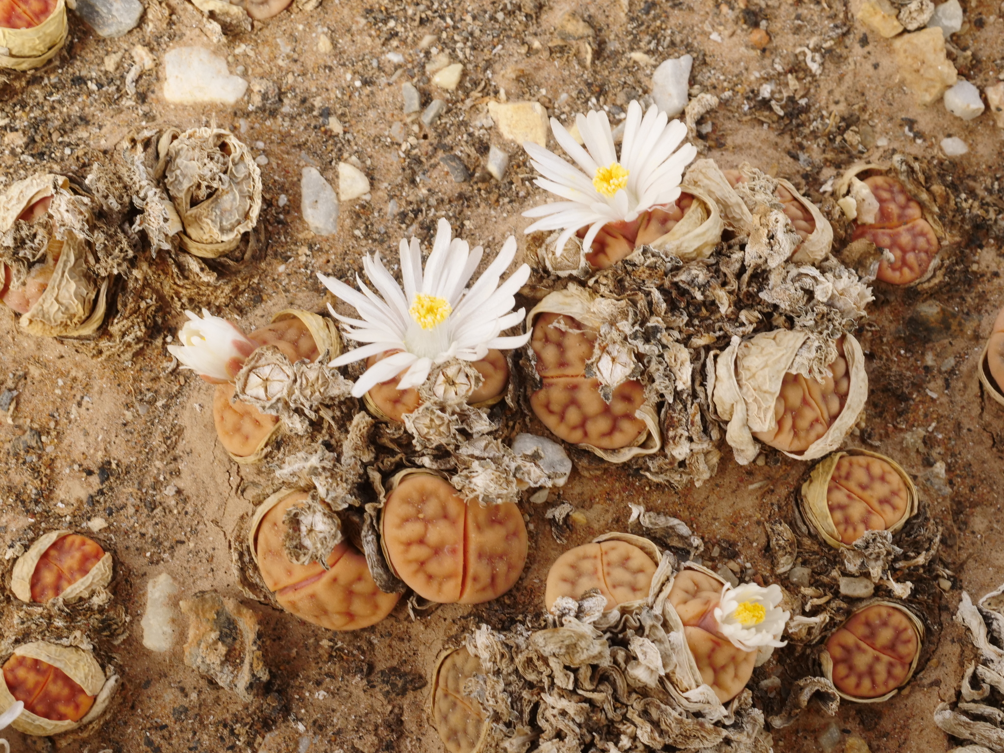 Mesembryanthemum summitatum Dinter 4