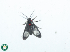 Chrostosoma