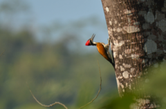 Chrysocolaptes guttacristatus