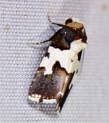 Bryolymnia marginata