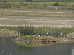 Himantopus mexicanus melanurus