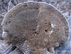 Daedaleopsis confragosa