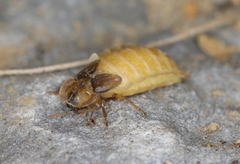 Lamprohiza mulsantii