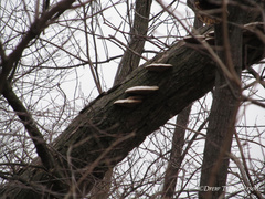 Daedaleopsis confragosa