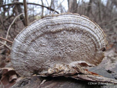 Daedaleopsis confragosa