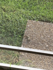 Leiocephalus carinatus