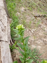 Thlaspi arvense