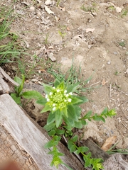Thlaspi arvense