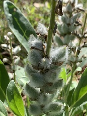Lupinus villosus