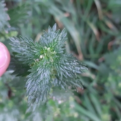 Urtica urens