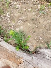 Thlaspi arvense