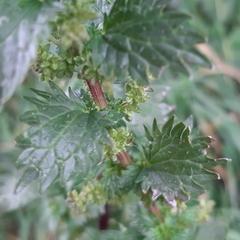Urtica urens