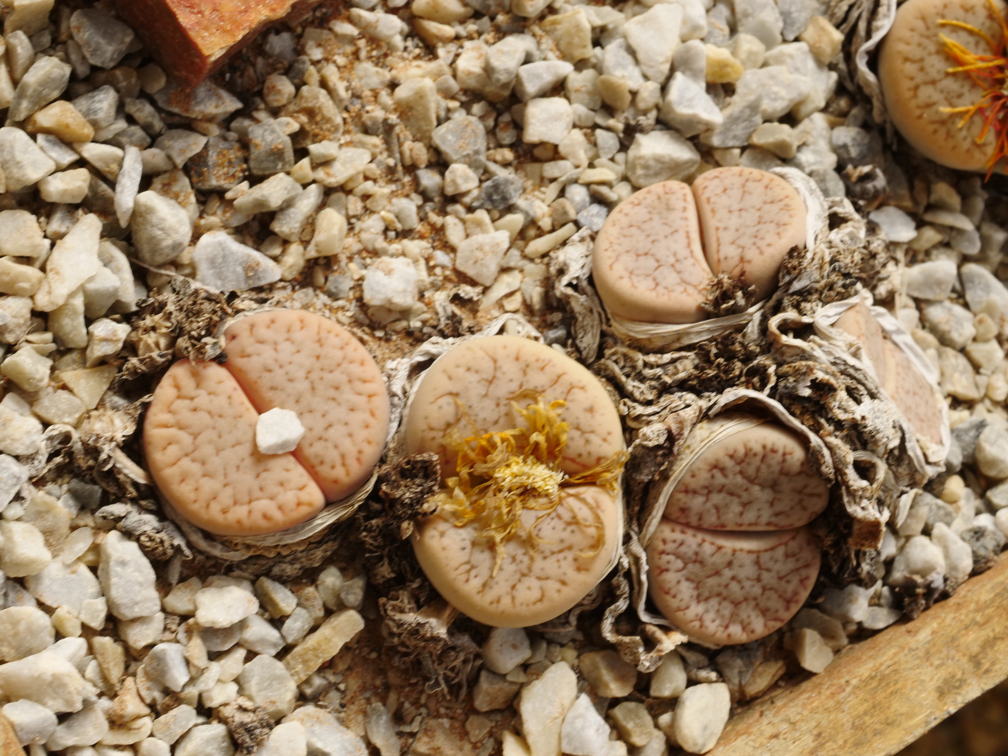 Lithops alpina Dinter 2