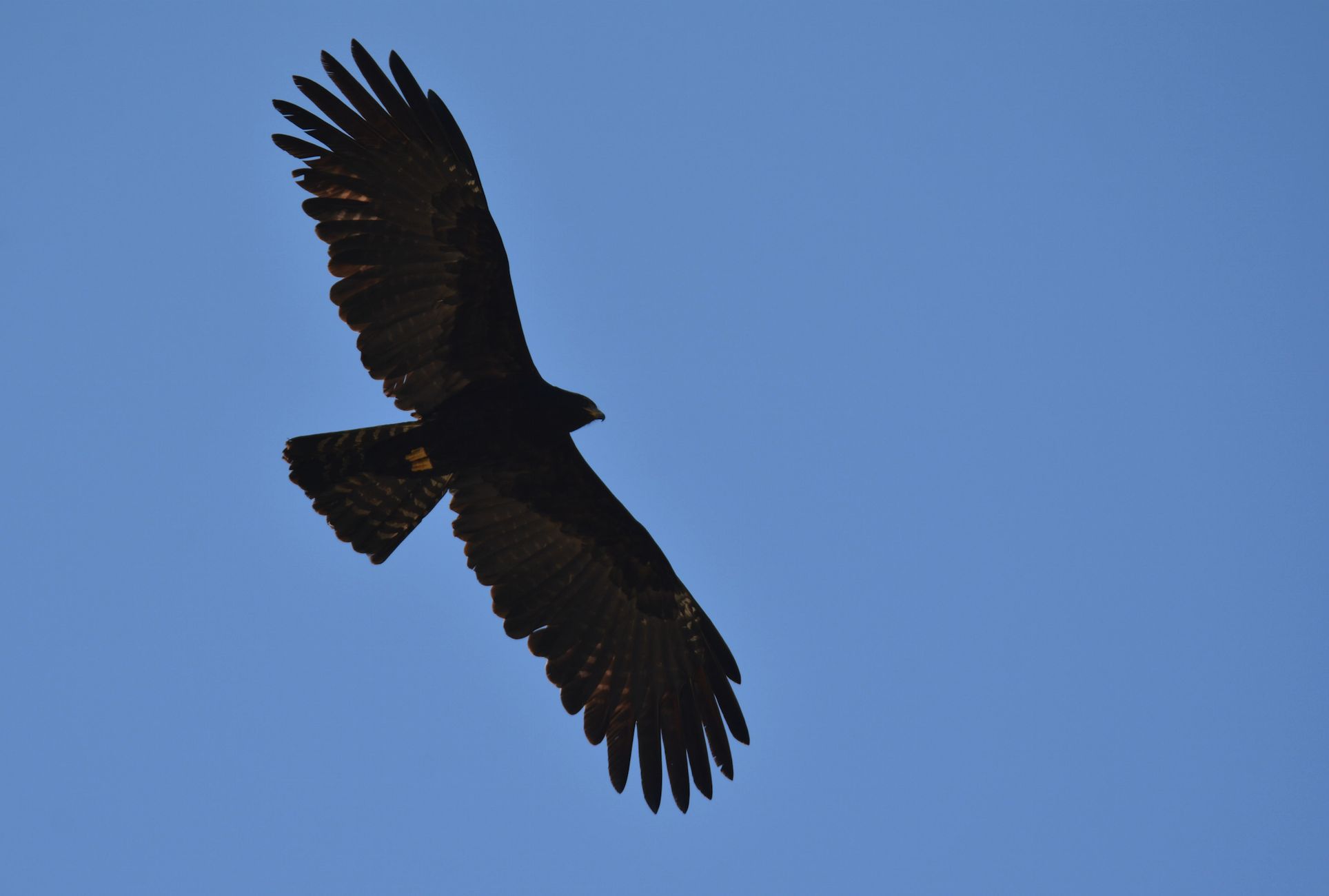 Black Eagle (Ictinaetus malaiensis) · iNaturalist Luxembourg