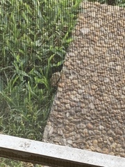 Leiocephalus carinatus