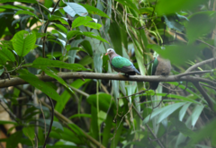 Chalcophaps indica