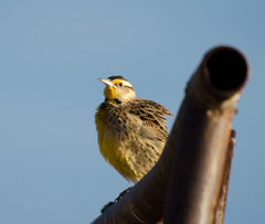 Sturnella magna lilianae