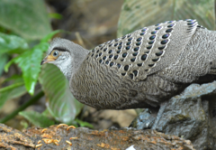 Polyplectron bicalcaratum