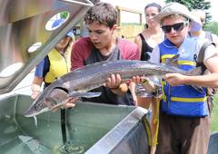 Acipenser fulvescens