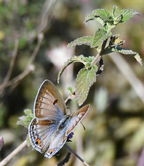 Lepidochrysops patricia