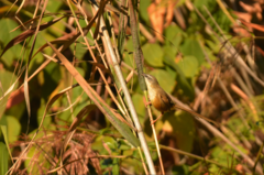 Prinia superciliaris