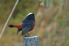 Phoenicurus leucocephalus