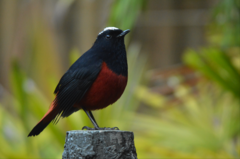 Phoenicurus leucocephalus